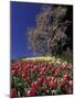 Tulips and Yulan Magnolia tree, Cincinnati, Ohio, USA-Adam Jones-Mounted Photographic Print