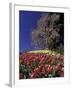 Tulips and Yulan Magnolia tree, Cincinnati, Ohio, USA-Adam Jones-Framed Photographic Print