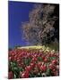 Tulips and Yulan Magnolia tree, Cincinnati, Ohio, USA-Adam Jones-Mounted Photographic Print