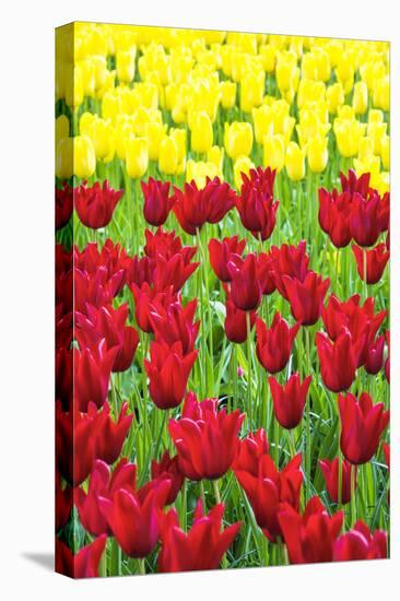 Tulips at KeUKenhof Gardens, Duin- En Bollenstreek, the Netherlands-Nadia Isakova-Stretched Canvas