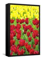 Tulips at KeUKenhof Gardens, Duin- En Bollenstreek, the Netherlands-Nadia Isakova-Framed Stretched Canvas