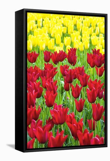 Tulips at KeUKenhof Gardens, Duin- En Bollenstreek, the Netherlands-Nadia Isakova-Framed Stretched Canvas