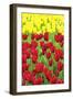 Tulips at KeUKenhof Gardens, Duin- En Bollenstreek, the Netherlands-Nadia Isakova-Framed Photographic Print