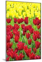 Tulips at KeUKenhof Gardens, Duin- En Bollenstreek, the Netherlands-Nadia Isakova-Mounted Photographic Print