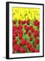 Tulips at KeUKenhof Gardens, Duin- En Bollenstreek, the Netherlands-Nadia Isakova-Framed Photographic Print