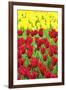 Tulips at KeUKenhof Gardens, Duin- En Bollenstreek, the Netherlands-Nadia Isakova-Framed Photographic Print