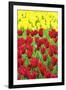 Tulips at KeUKenhof Gardens, Duin- En Bollenstreek, the Netherlands-Nadia Isakova-Framed Photographic Print