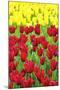 Tulips at KeUKenhof Gardens, Duin- En Bollenstreek, the Netherlands-Nadia Isakova-Mounted Photographic Print