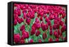 Tulips at KeUKenhof Gardens, Duin- En Bollenstreek, the Netherlands-Nadia Isakova-Framed Stretched Canvas