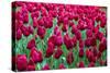 Tulips at KeUKenhof Gardens, Duin- En Bollenstreek, the Netherlands-Nadia Isakova-Stretched Canvas