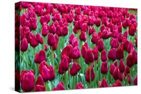 Tulips at KeUKenhof Gardens, Duin- En Bollenstreek, the Netherlands-Nadia Isakova-Stretched Canvas