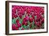 Tulips at KeUKenhof Gardens, Duin- En Bollenstreek, the Netherlands-Nadia Isakova-Framed Photographic Print