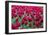 Tulips at KeUKenhof Gardens, Duin- En Bollenstreek, the Netherlands-Nadia Isakova-Framed Photographic Print