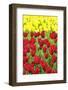 Tulips at KeUKenhof Gardens, Duin- En Bollenstreek, the Netherlands-Nadia Isakova-Framed Photographic Print