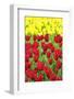 Tulips at KeUKenhof Gardens, Duin- En Bollenstreek, the Netherlands-Nadia Isakova-Framed Photographic Print