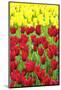 Tulips at KeUKenhof Gardens, Duin- En Bollenstreek, the Netherlands-Nadia Isakova-Mounted Photographic Print