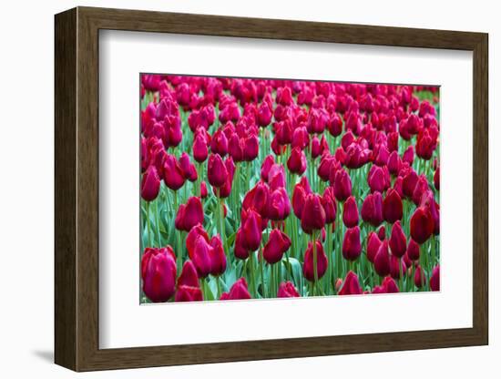 Tulips at KeUKenhof Gardens, Duin- En Bollenstreek, the Netherlands-Nadia Isakova-Framed Photographic Print