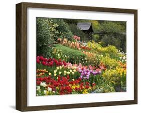 Tulips at Little Larford-Clive Nichols-Framed Premium Photographic Print