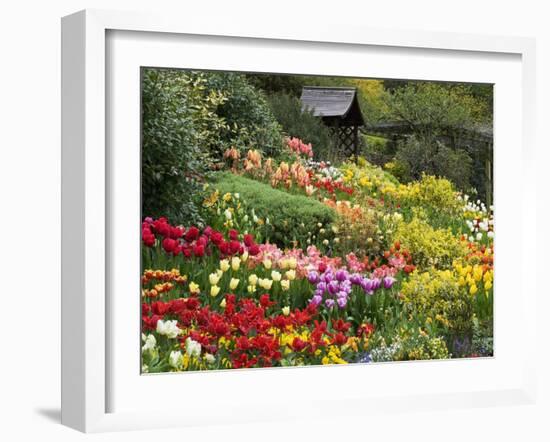 Tulips at Little Larford-Clive Nichols-Framed Premium Photographic Print