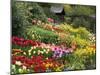 Tulips at Little Larford-Clive Nichols-Mounted Premium Photographic Print