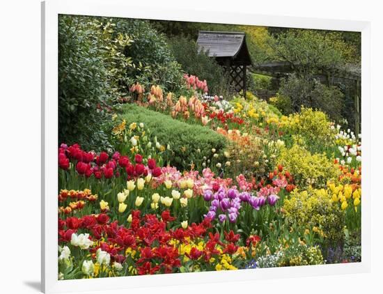 Tulips at Little Larford-Clive Nichols-Framed Photographic Print