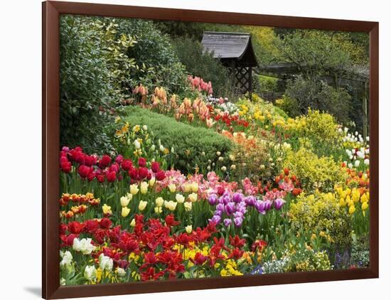 Tulips at Little Larford-Clive Nichols-Framed Photographic Print