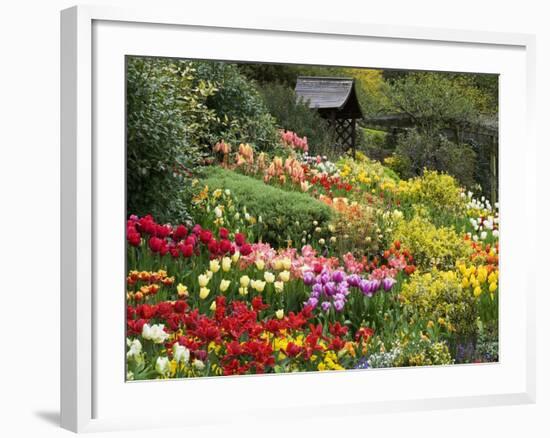 Tulips at Little Larford-Clive Nichols-Framed Photographic Print