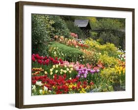 Tulips at Little Larford-Clive Nichols-Framed Photographic Print