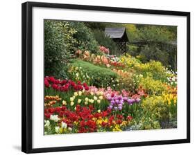 Tulips at Little Larford-Clive Nichols-Framed Photographic Print