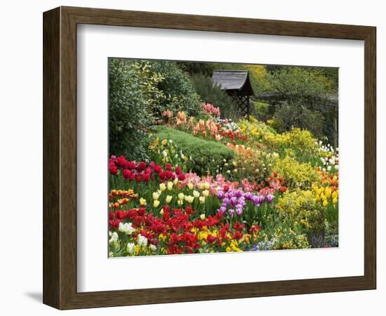 Tulips at Little Larford-Clive Nichols-Framed Photographic Print