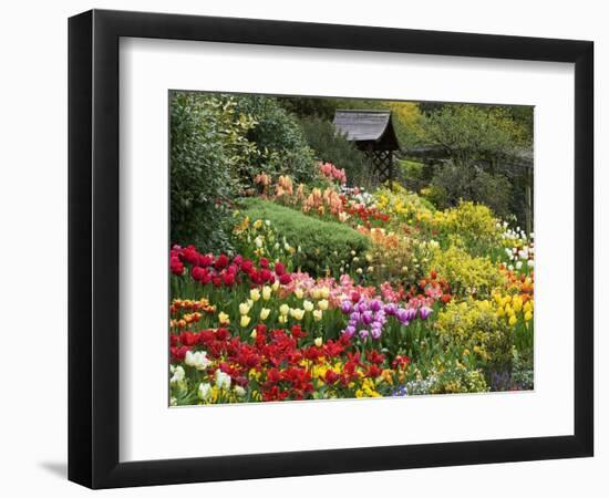 Tulips at Little Larford-Clive Nichols-Framed Photographic Print