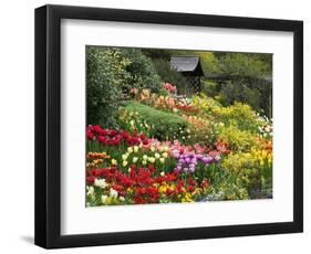 Tulips at Little Larford-Clive Nichols-Framed Photographic Print