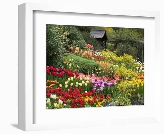 Tulips at Little Larford-Clive Nichols-Framed Photographic Print