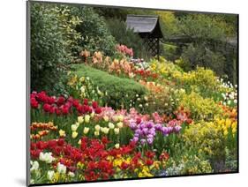 Tulips at Little Larford-Clive Nichols-Mounted Photographic Print