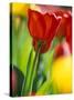 Tulips at Roozengaarde Display Garden, Mount Vernon, Skagit Valley, Washington, USA-William Sutton-Stretched Canvas