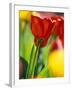 Tulips at Roozengaarde Display Garden, Mount Vernon, Skagit Valley, Washington, USA-William Sutton-Framed Photographic Print