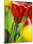 Tulips at Roozengaarde Display Garden, Mount Vernon, Skagit Valley, Washington, USA-William Sutton-Mounted Photographic Print