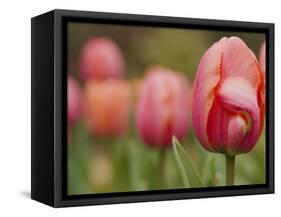 Tulips at Sarah P. Duke Gardens in Durham, North Carolina-Melissa Southern-Framed Stretched Canvas