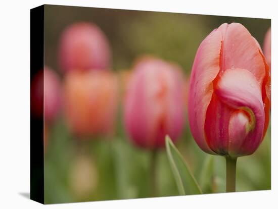 Tulips at Sarah P. Duke Gardens in Durham, North Carolina-Melissa Southern-Stretched Canvas