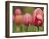 Tulips at Sarah P. Duke Gardens in Durham, North Carolina-Melissa Southern-Framed Photographic Print