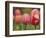 Tulips at Sarah P. Duke Gardens in Durham, North Carolina-Melissa Southern-Framed Photographic Print