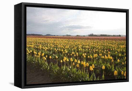 Tulips at Sunset I-Dana Styber-Framed Stretched Canvas
