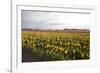 Tulips at Sunset I-Dana Styber-Framed Photographic Print