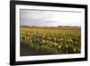 Tulips at Sunset I-Dana Styber-Framed Photographic Print