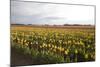 Tulips at Sunset I-Dana Styber-Mounted Photographic Print