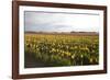 Tulips at Sunset I-Dana Styber-Framed Photographic Print