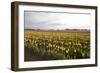 Tulips at Sunset I-Dana Styber-Framed Photographic Print