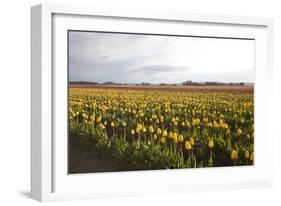 Tulips at Sunset I-Dana Styber-Framed Photographic Print