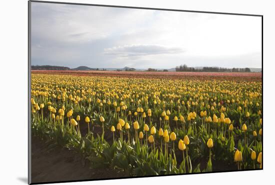 Tulips at Sunset I-Dana Styber-Mounted Photographic Print