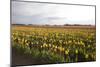 Tulips at Sunset I-Dana Styber-Mounted Photographic Print